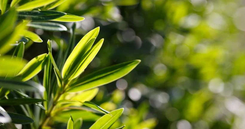 Close-up of green leaves with a blurred natural background